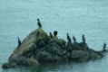 Birds: Shag and Cormorant - Belfast Lough (Phalacrocorax aristotelis and P. carbo)